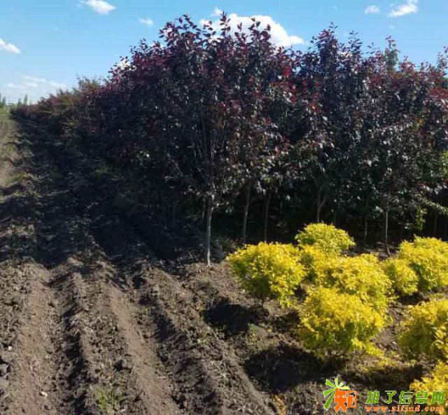 哈尔滨市鼎润园林绿化苗木销售