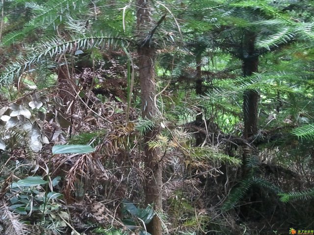 428亩林地山场转让