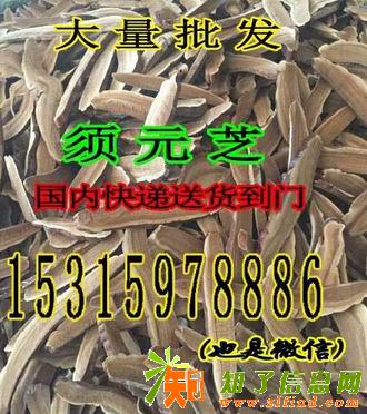 须元芝的功效与作用批发野生须元芝