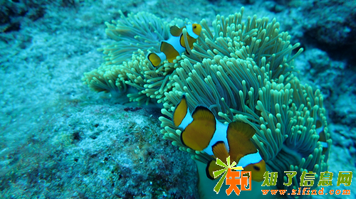 泰国斯米兰群岛有哪些看点和体验