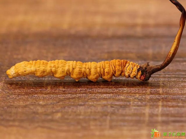 冬虫夏草如何保存不发霉收购虫草
