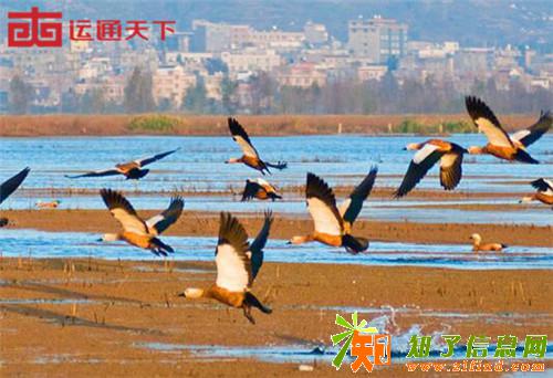 贵州秋冬好去处银杏黄梵音长琼枝扬