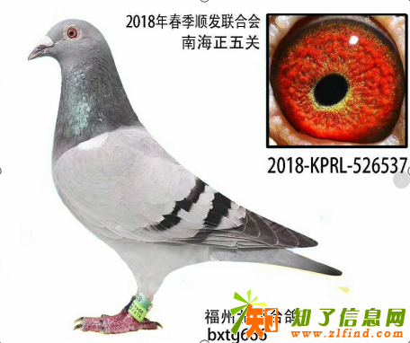 台鸽福州台鸽福州北翔台鸽