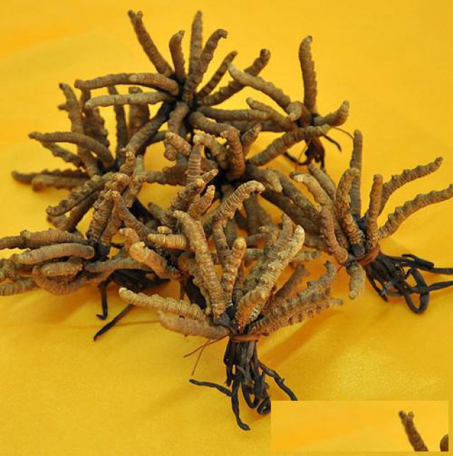 邢台回收名酒高价收茅台酒五粮液回收剑南春冬虫夏草购物卡等等