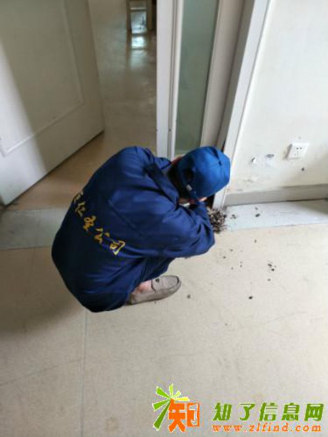深圳市专业除四害杀螨虫杀白蚁杀蟑螂杀老鼠