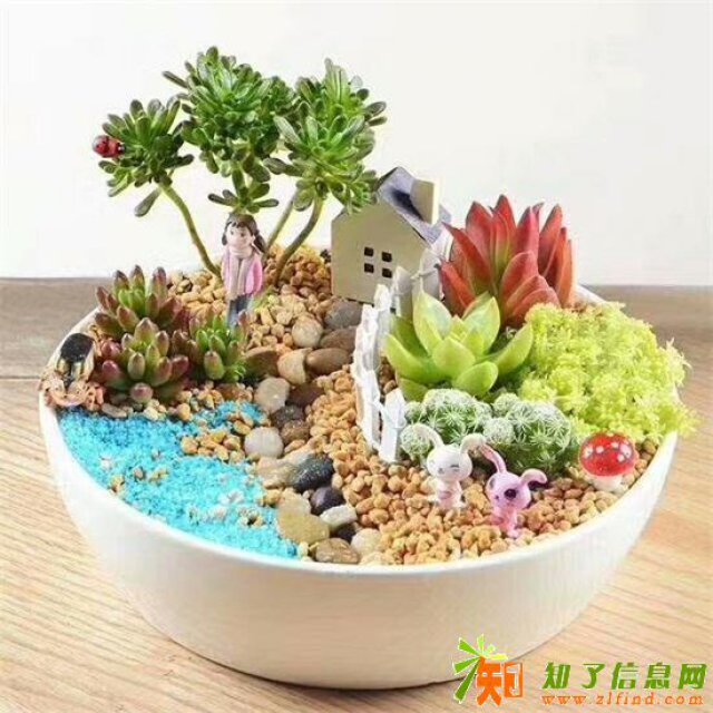 多肉DIY萌到你不得不喜欢