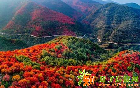 河南赏秋的正确打开方式