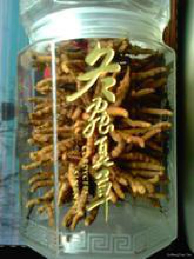 收购同仁堂冬虫夏草13439830111回收发霉虫草