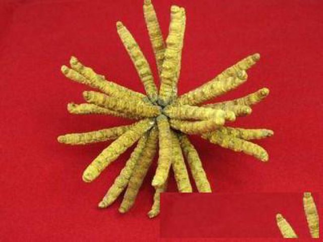 密云回收冬虫夏草北京回收海参收阿胶