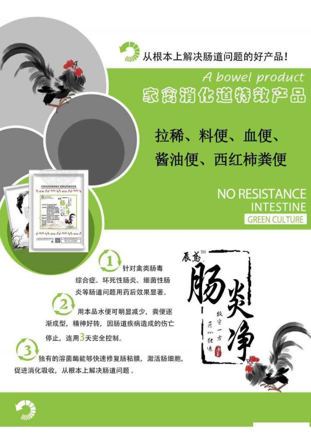 鸡肠炎特效药，鸡肠炎的症状，24小时粪便成型