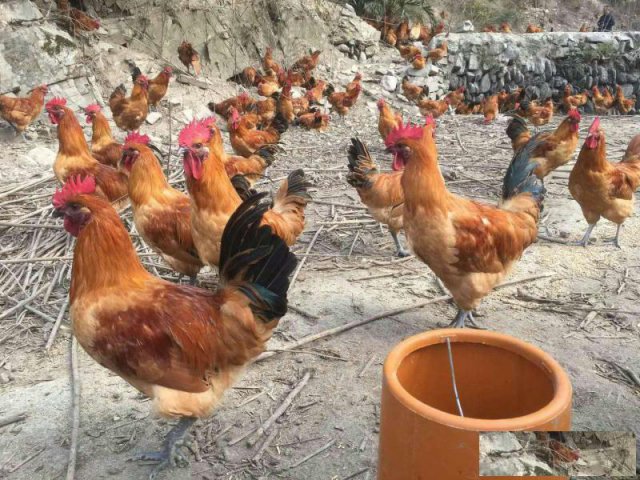 适合重庆农村养殖的鸡苗品种；香鸡苗，乌皮土鸡苗