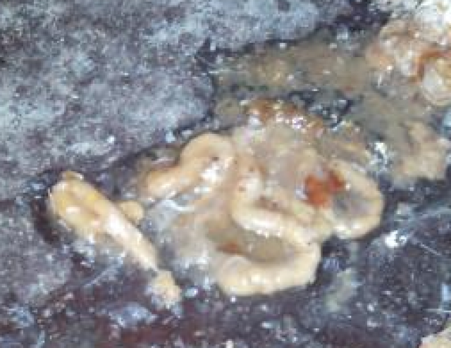 鸡长得不均匀是怎么回事，治疗与预防