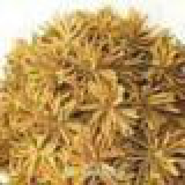 北京回收冬虫夏草回收燕窝海参回收片仔癀