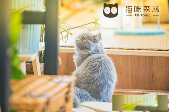 猫咪森林里蹭吃蹭喝的小猫咪