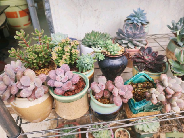 最合适养花养多肉的阳光房