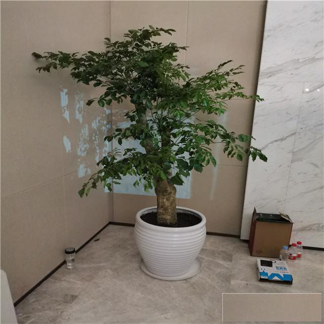 天津花卉租摆公司、谷鑫亚泰绿植租摆、花卉租赁公司