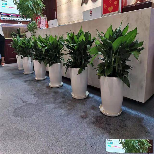 天津花卉租摆公司_绿植花卉租赁公司_室内绿植花卉养护