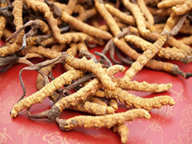 山东哪里回收冬虫夏草哪里高价回收冬虫夏草冬虫夏草多少钱一克