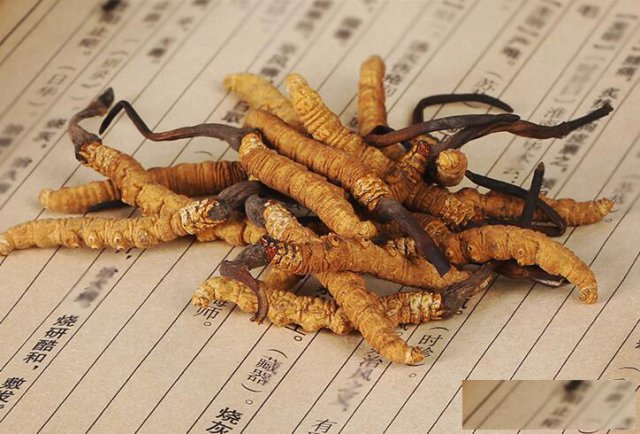 北京回收冬虫夏草和发霉长毛虫草