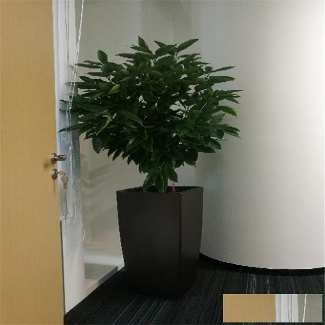 天津绿植租摆公司,谷鑫亚泰花卉园艺公司,花卉租摆