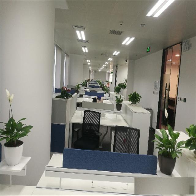 天津花卉租摆公司丨绿植租摆丨绿植租赁丨天津写字楼花卉租赁公司