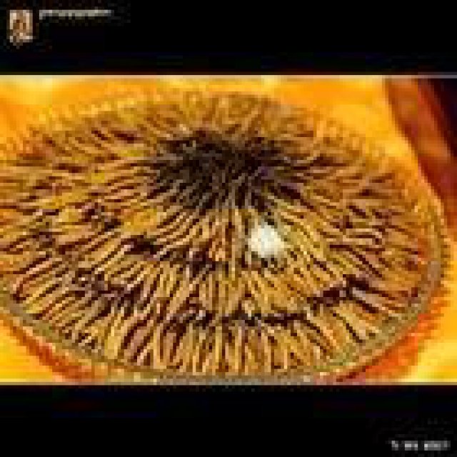 北京收购冬虫夏草回收燕窝海参回收片仔癀