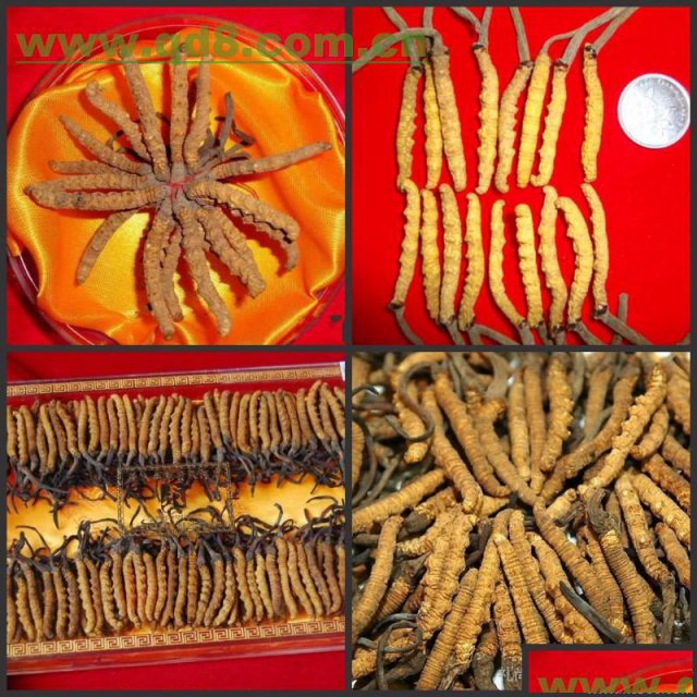 石景山区收冬虫夏草回收长毛虫草