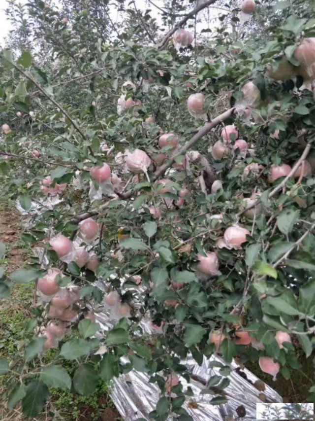 陕西红富士货源地直发10斤35元包邮