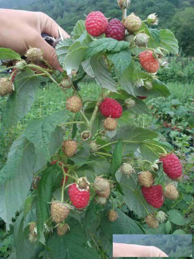 树莓树莓苗种植双季树莓苗批发基地树莓介绍