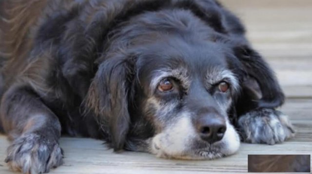 成都宠物遗体无害化处理，宠物火化服务