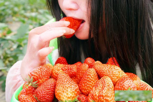 武汉周边自驾游采摘，武汉草莓采摘，果蔬采摘