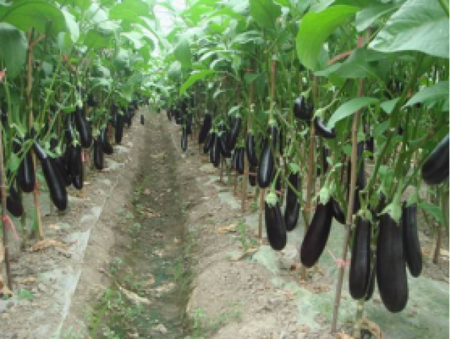 卖菜的，送菜上门公司