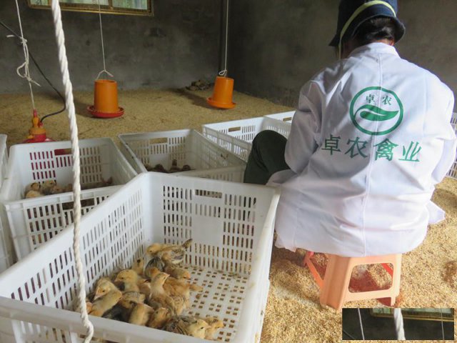 梁平周边鸡苗批发