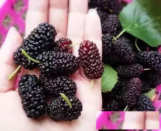 武汉周边生态农庄，开心果园桑葚即将开园