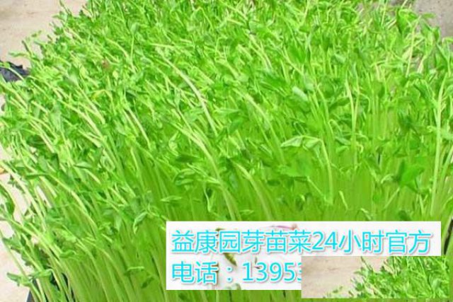 哪里有芽苗菜种植基地