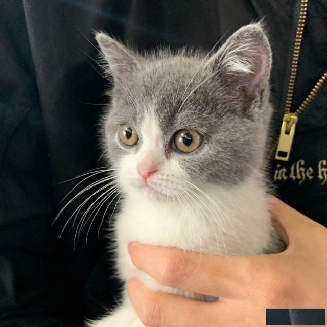 蓝白渐层布偶超萌乖乖猫