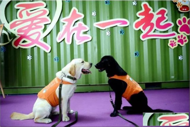 宠动羊城，金秋9月来CPF宠物展与萌宠一起大狂欢