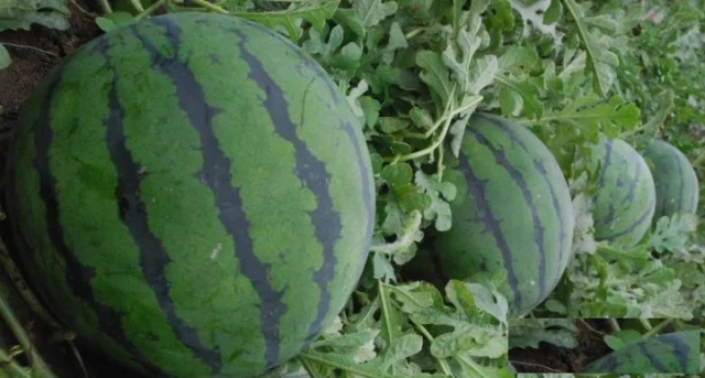 深圳九龙农家乐出游一天好不好玩