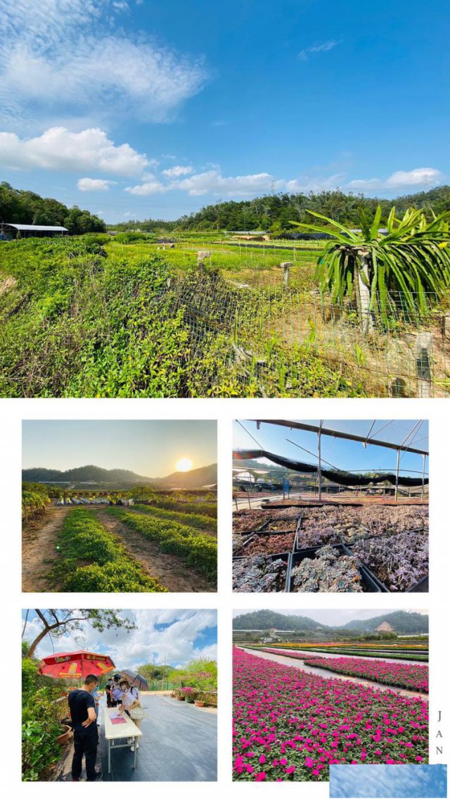 端午节深圳九龙生态园浓情粽子特别活动