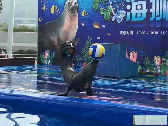 海洋生物表演展览出租出售