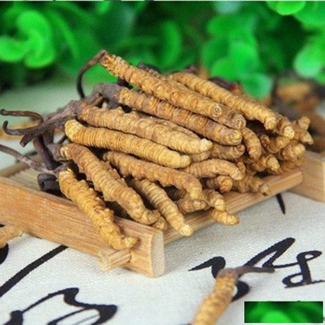 西城区回收冬虫夏草和发霉虫草