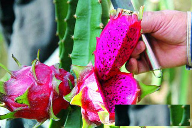 深圳周边风景优美公司拓展野炊的好去处九龙生态园