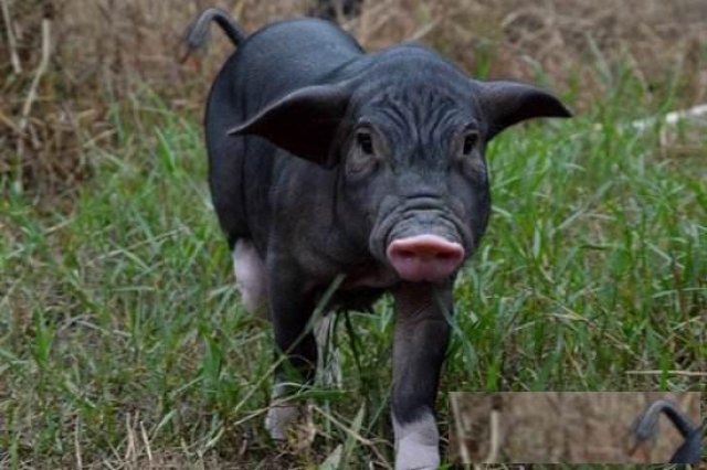 绿色有机生态农庄之农家特产罗代黑猪