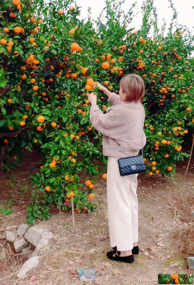 公司活动一日游采摘桔子长兴岛采摘拓展团建烧烤