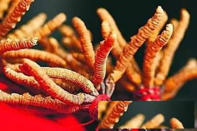 常年回收礼品盒虫草收发霉长毛虫草