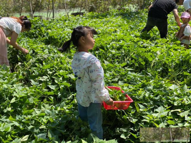 深圳坪地九龙生态园在哪里