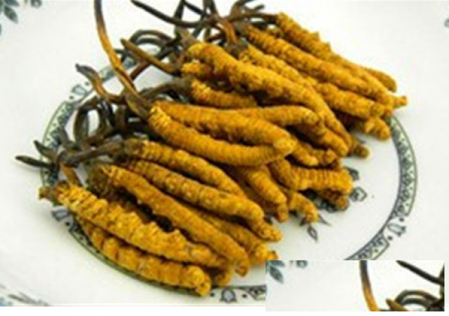 成都回收虫草鉴定收购价格一览表