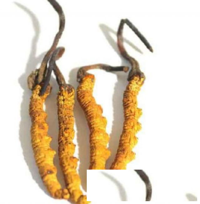 成都哪里回收虫草及虫草回收电话