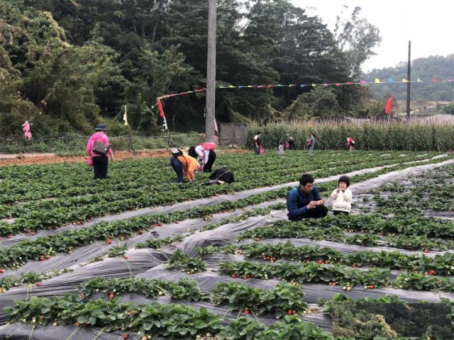深圳哪里可以摘草莓和圣女果