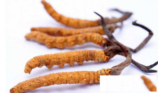 成都虫草回收多少钱一克合理